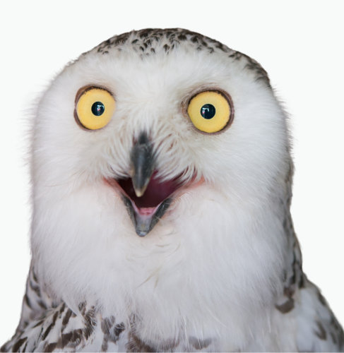 owl excited to onboard (1) excited onboarding